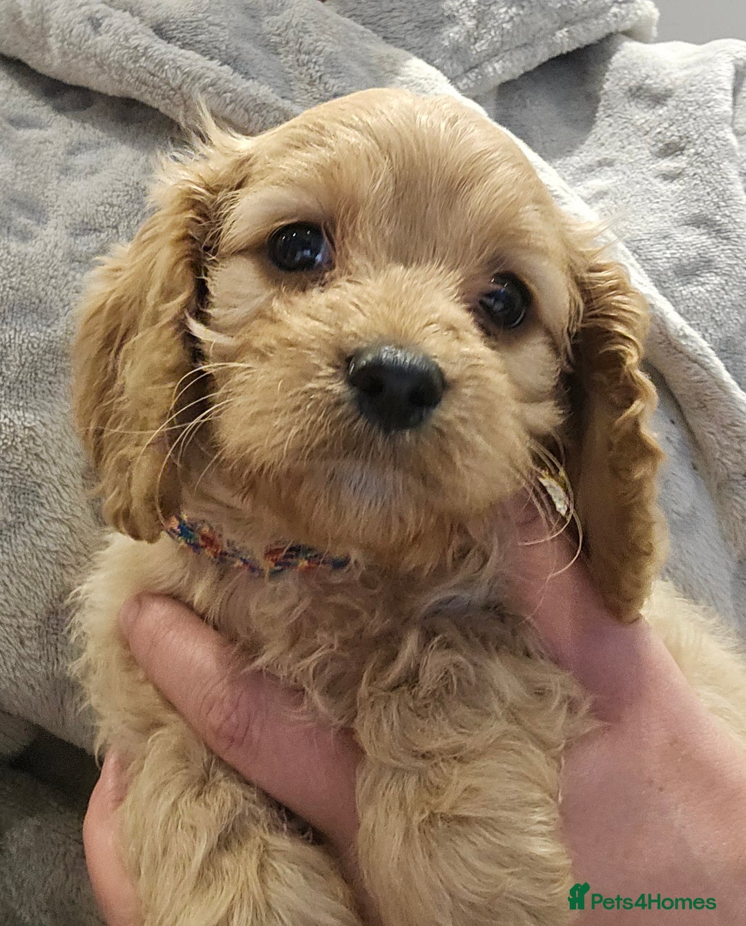 Cavapoo dogs for sale: 🐾 Gorgeous Health Tested F1 Cavapoo Puppies 🐶🐾 - Image 29