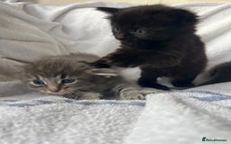 Ragdoll cats for sale: Ragdoll kittens - Image 6