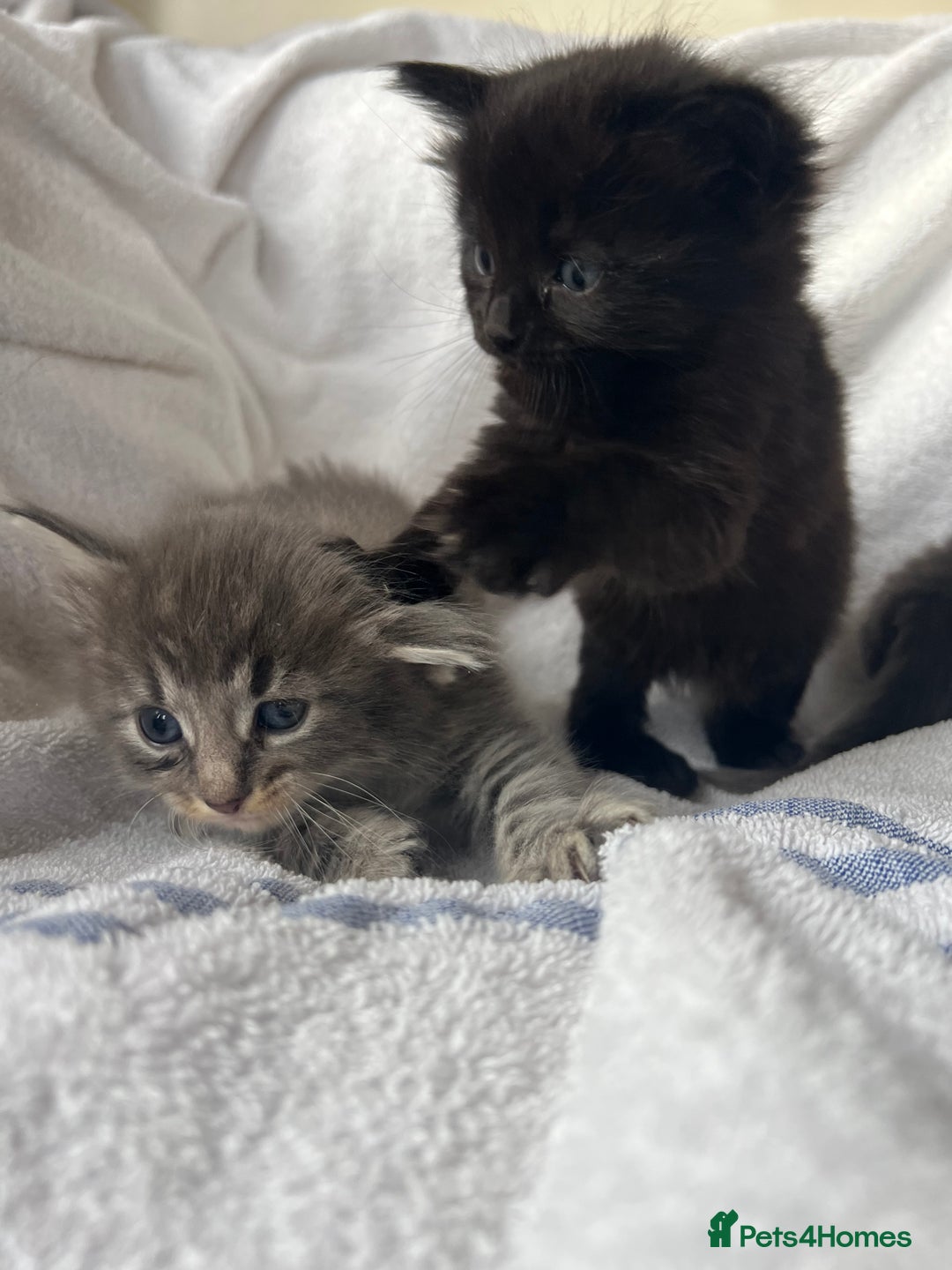 Ragdoll cats for sale: Ragdoll kittens - Image 6