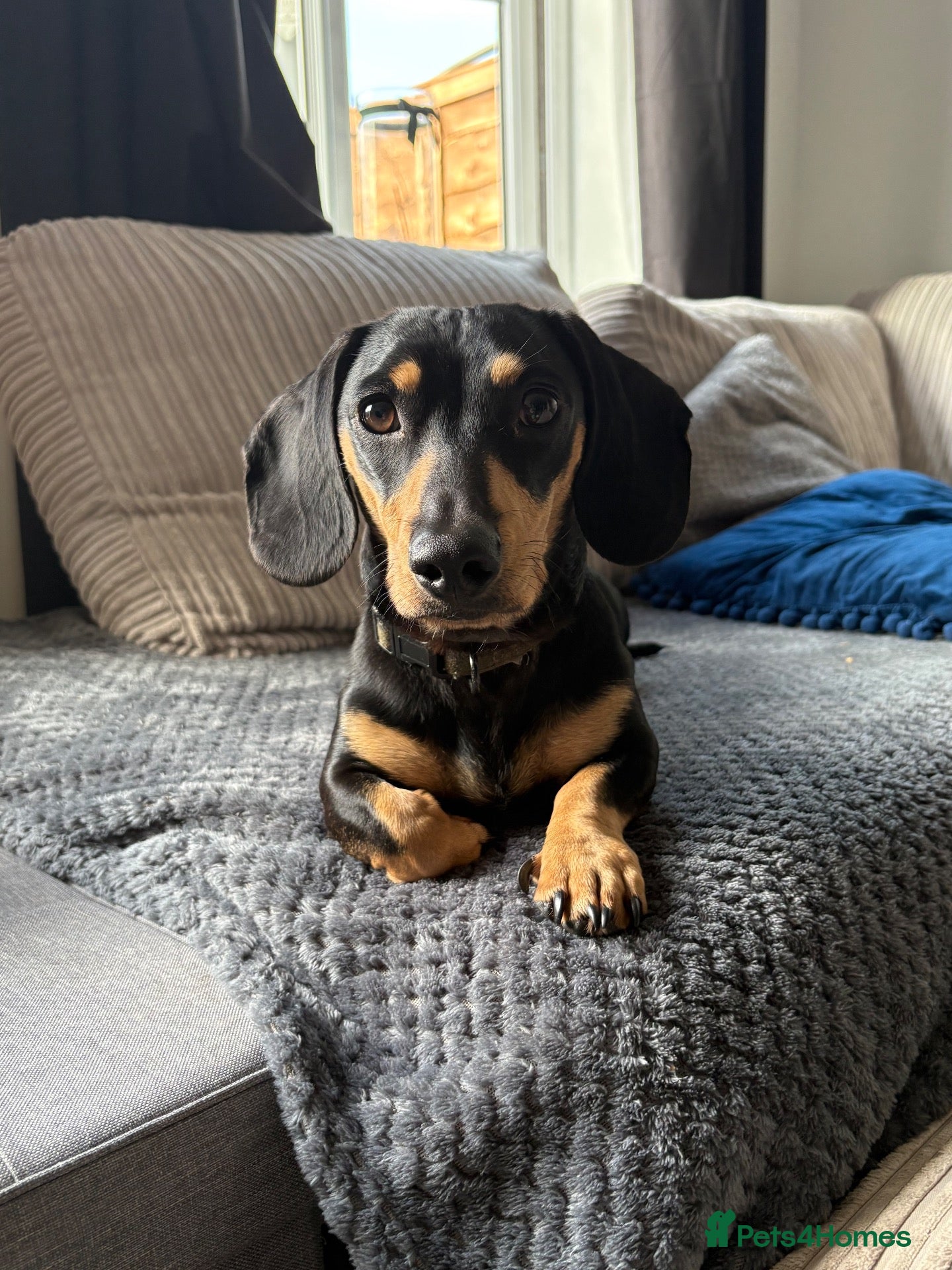 Miniature Dachshund dogs Miniature Dachshund Stud - Advert 1