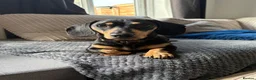 Miniature Dachshund dogs for stud: Miniature Dachshund Stud - Advert 1