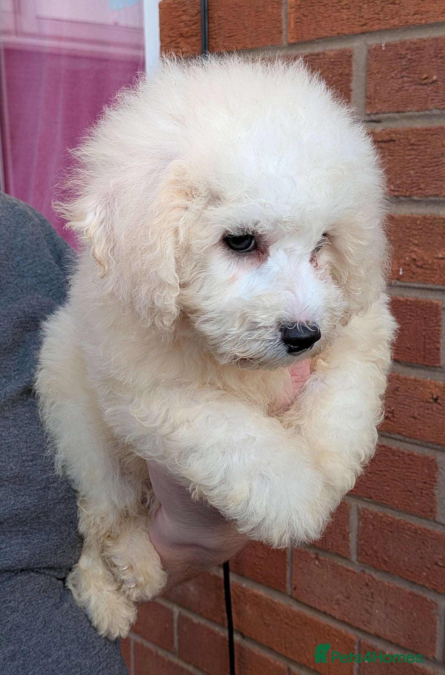 Bichon Frise dogs bichon frise puppies 1 boys 1 girls left ready now - Advert 2