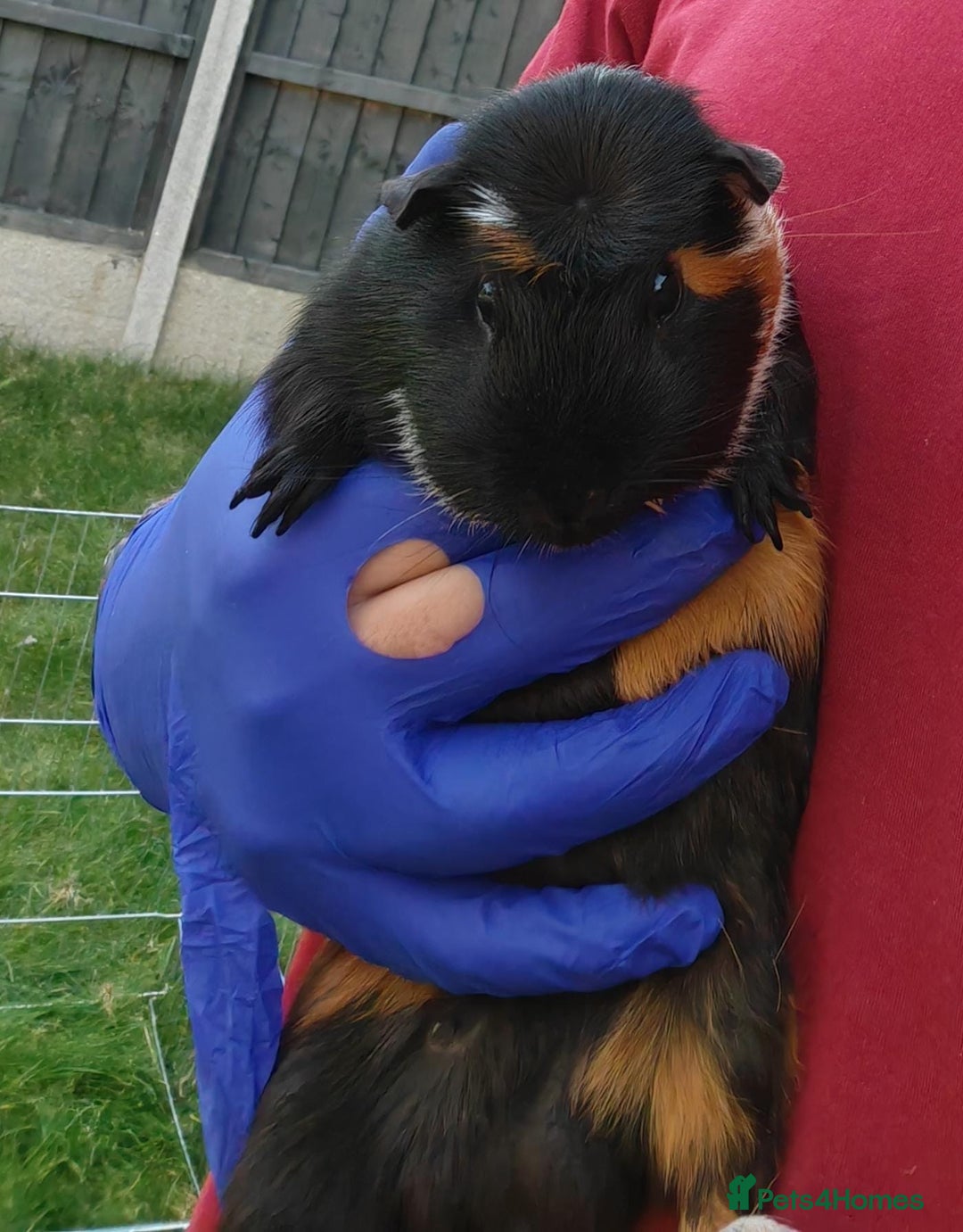 Guinea Pig rodents for sale: Male Guinea Pig - Image 2