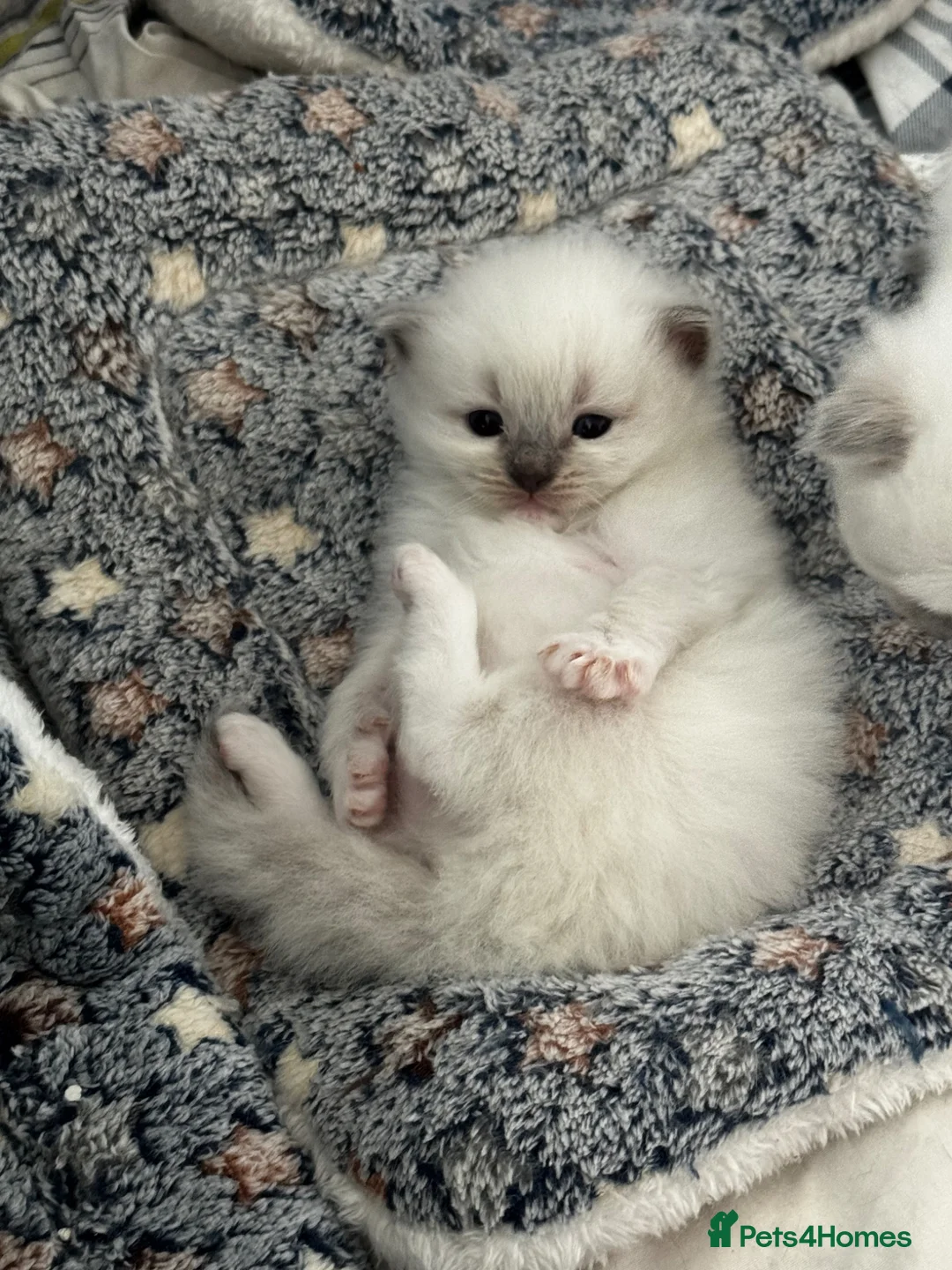 Ragdoll cats for sale: Brighten Your Life. Ragdoll Kittens Available! - Advert 2