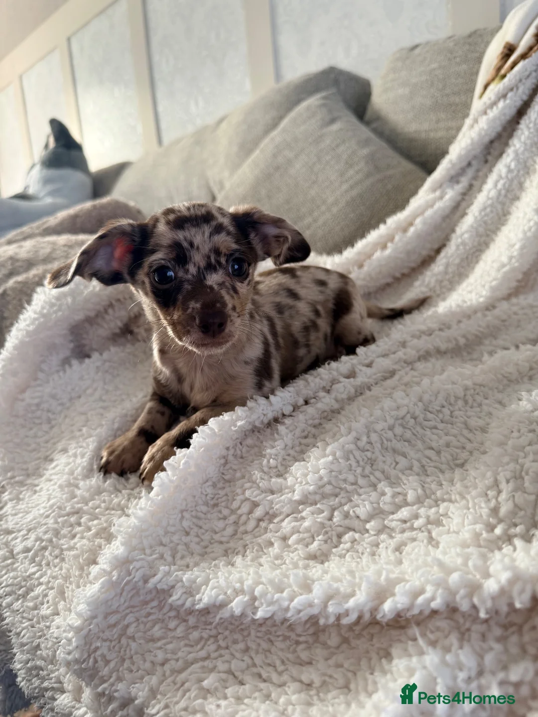 Chiweenie dogs for sale: Beautiful chiweenies ready for loving homes.   - Advert 2
