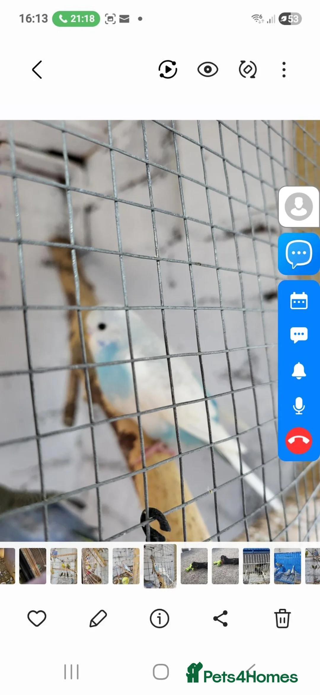 Budgerigars birds for sale: Baby budgies  in Glenrothes - Advert 1