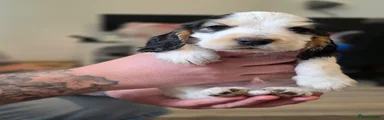 Cocker Spaniel 7