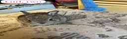 Rex rabbits for sale: Mini Rex 2x does 3 x bucks  in Peterborough - Advert 2