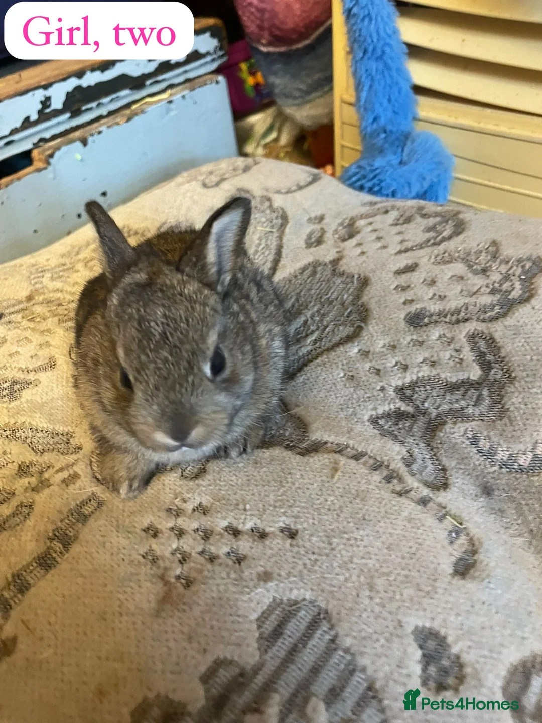 Rex rabbits for sale: Mini Rex 2x does 3 x bucks  in Peterborough - Advert 2