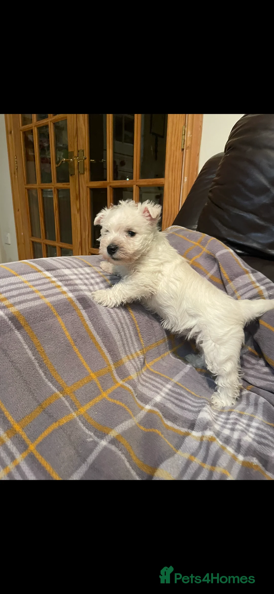West Highland Terrier dogs for sale: Adorable West Highland Terrier Puppy - Advert 4