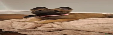 Light pink collar