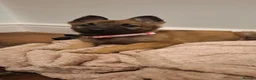 Mixed Breed dogs for sale: Belguim Malinois Puppies  - Advert 16
