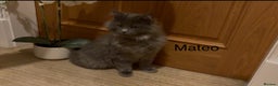 Maine Coon cats for sale: Maine Coon kittens outstanding quality - Advert 5