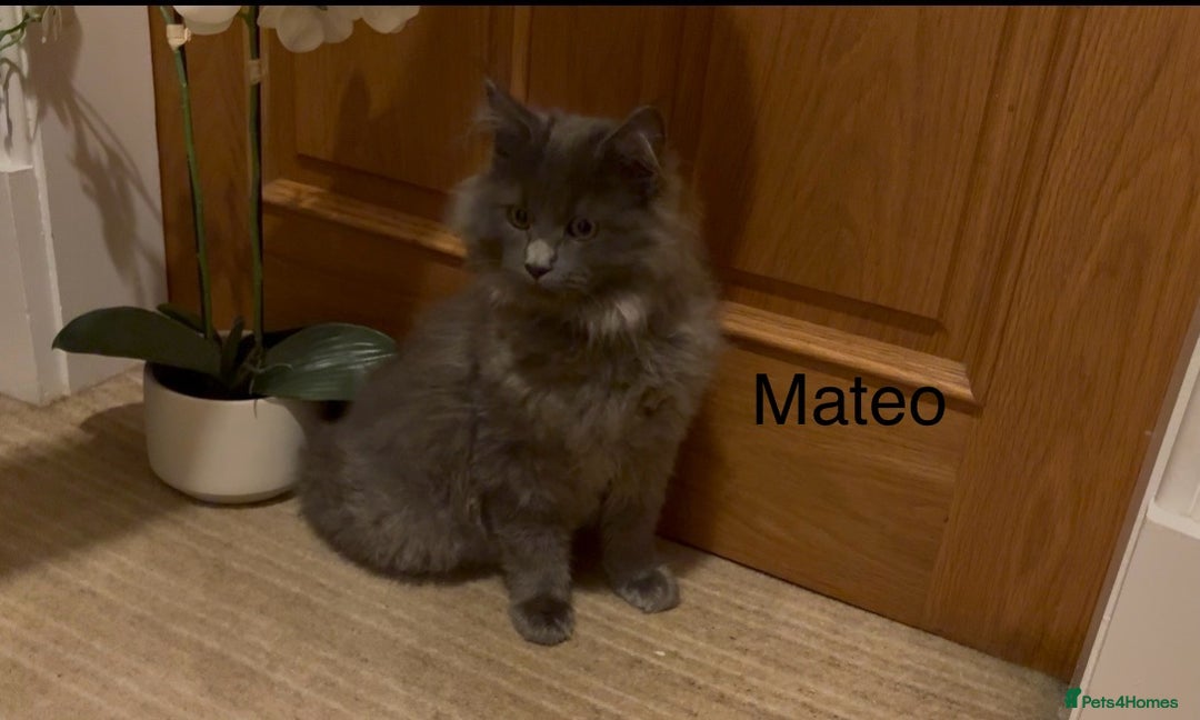 Maine Coon cats for sale: Maine Coon kittens outstanding quality - Advert 5