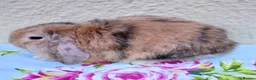 Mini Lop rabbits for sale: Pedigree Mini Lops in Tamworth - Advert 14