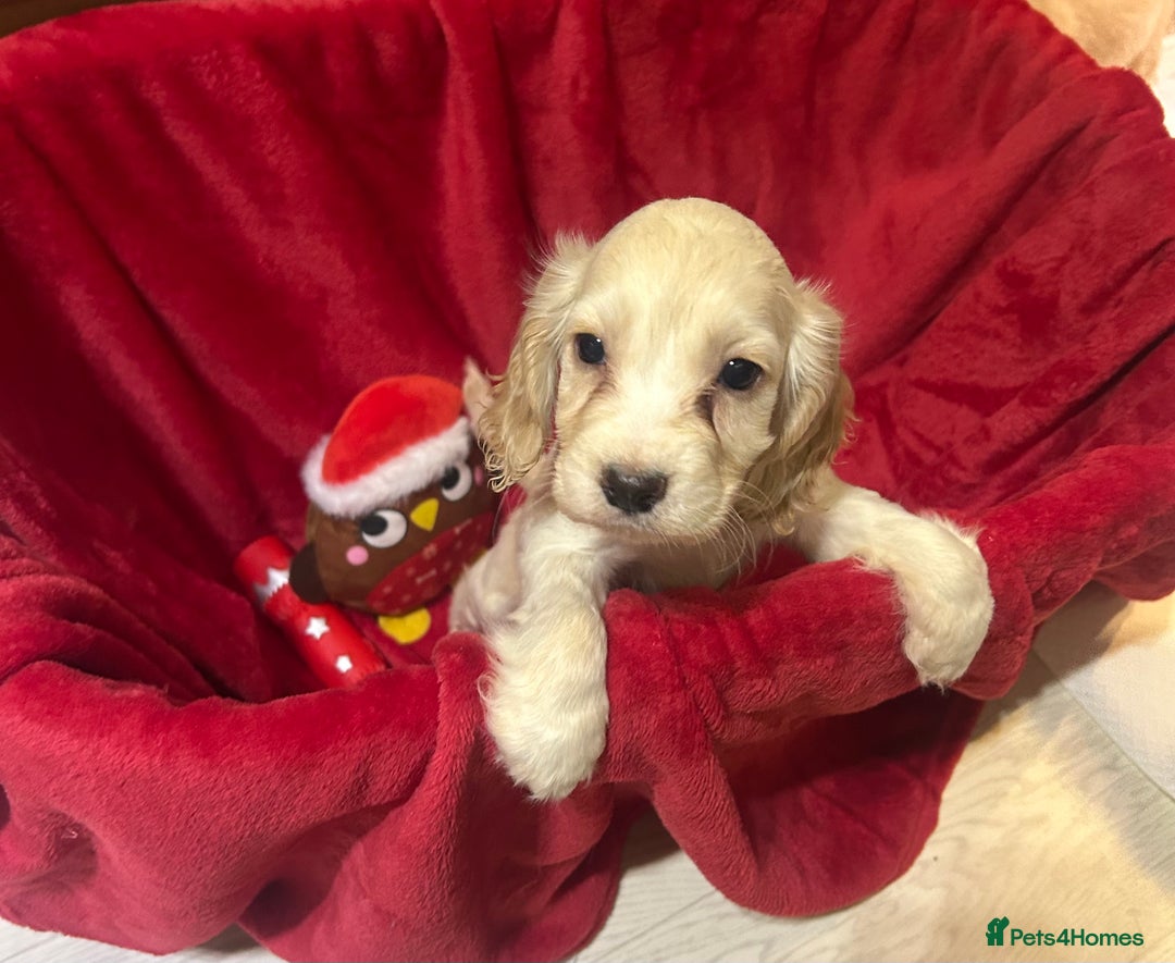 Cocker Spaniel dogs for sale: 🩷BEAUTIFUL SHOW COCKER PUPPIES🩷 - Image 10