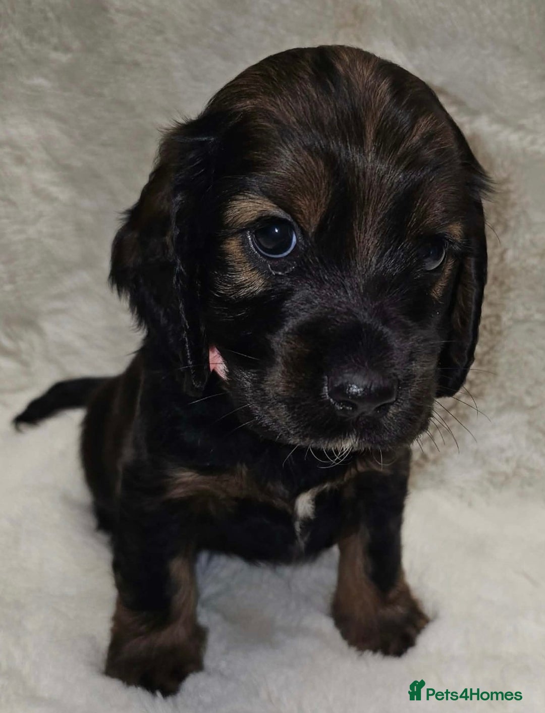 Cocker Spaniel dogs for sale: Litter of gorgeous cocker spaniel puppies  - Advert 21