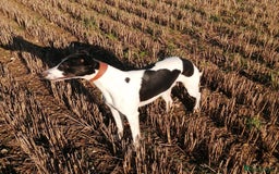 Whippet dogs for stud: Whippet Stud in Boston - Image 1