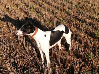 Whippet dogs in Boston - Advert 2