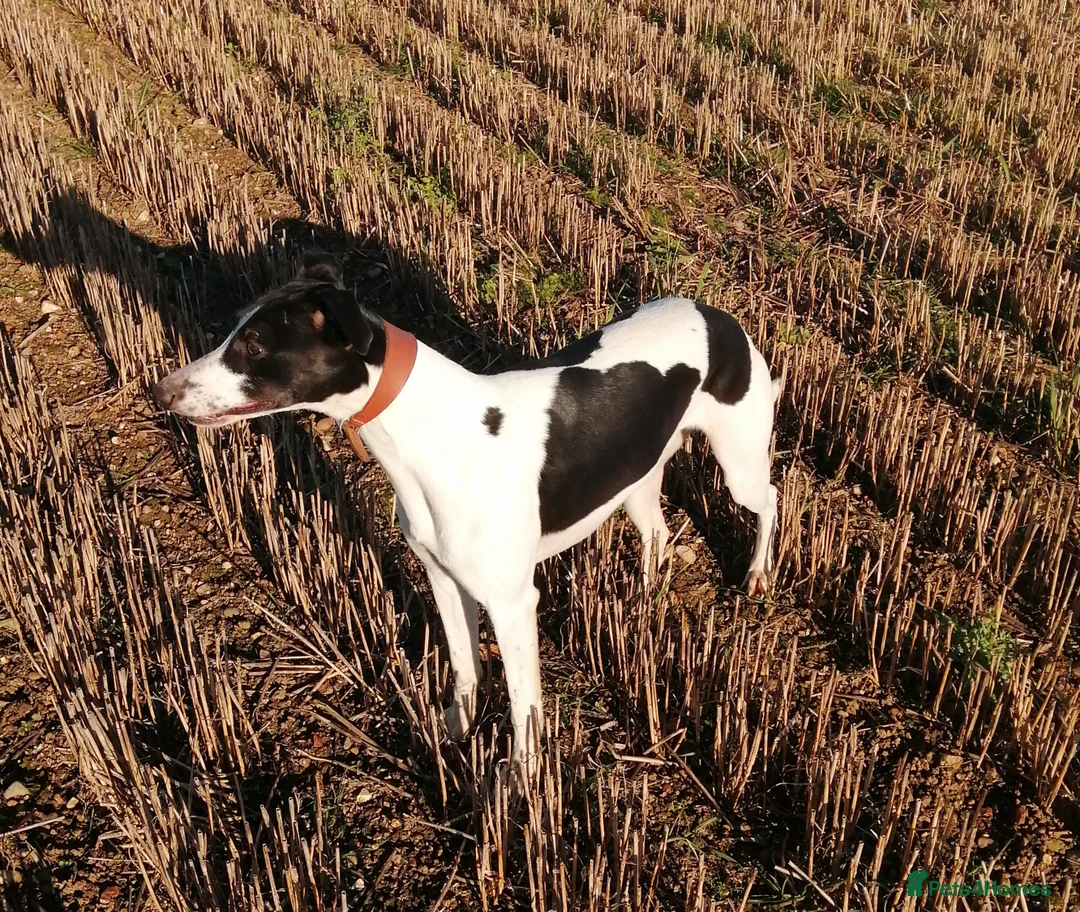 Whippet dogs for stud: Whippet Stud in Boston - Advert 1