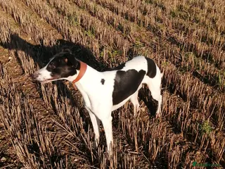 Whippet dogs Whippet Stud in Boston - Advert 9