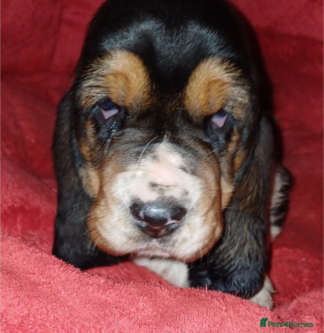 Basset Hound dogs for sale: Basset hound puppies - Advert 5