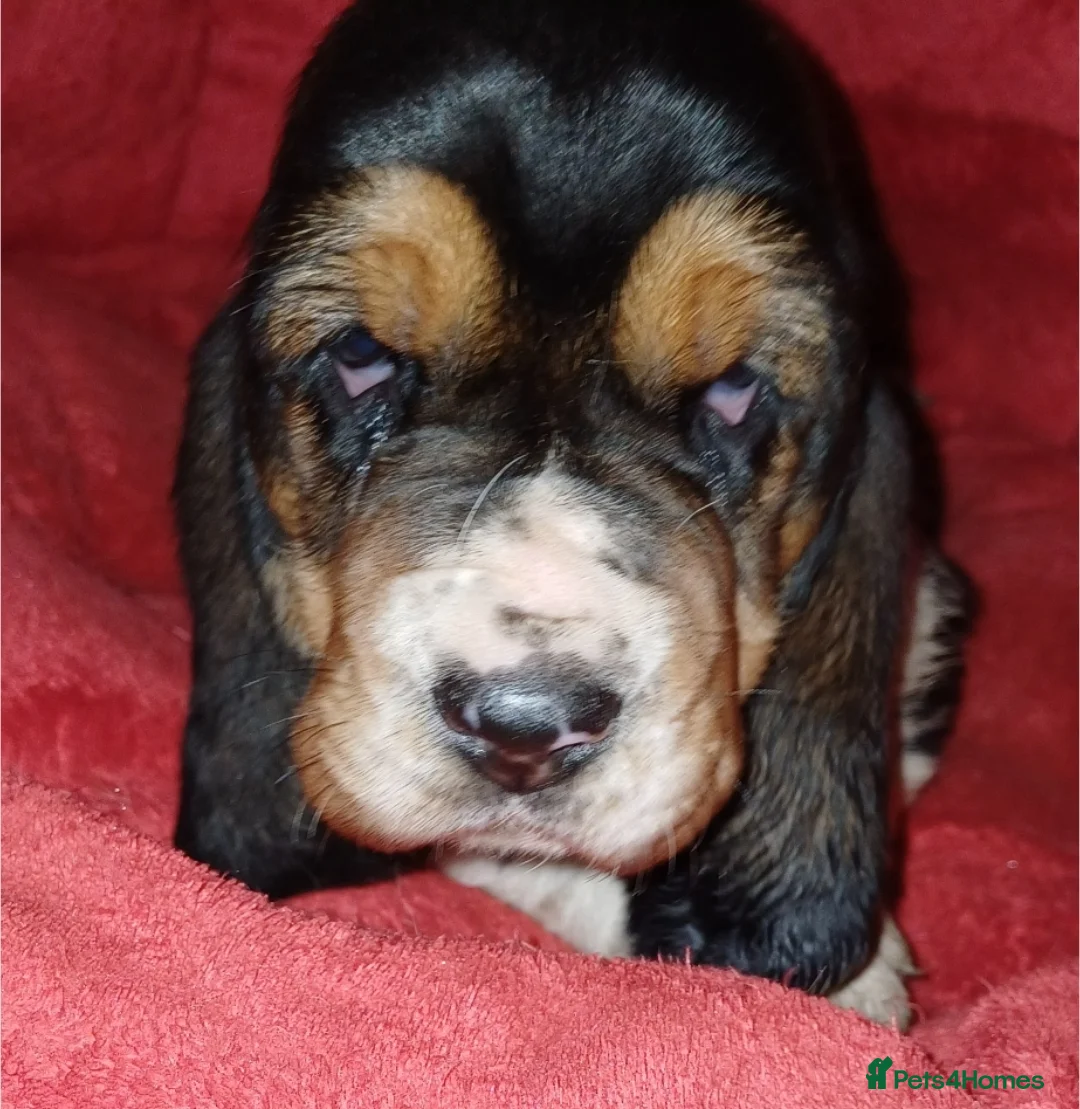 Basset Hound dogs for sale: Basset hound puppies - Advert 6