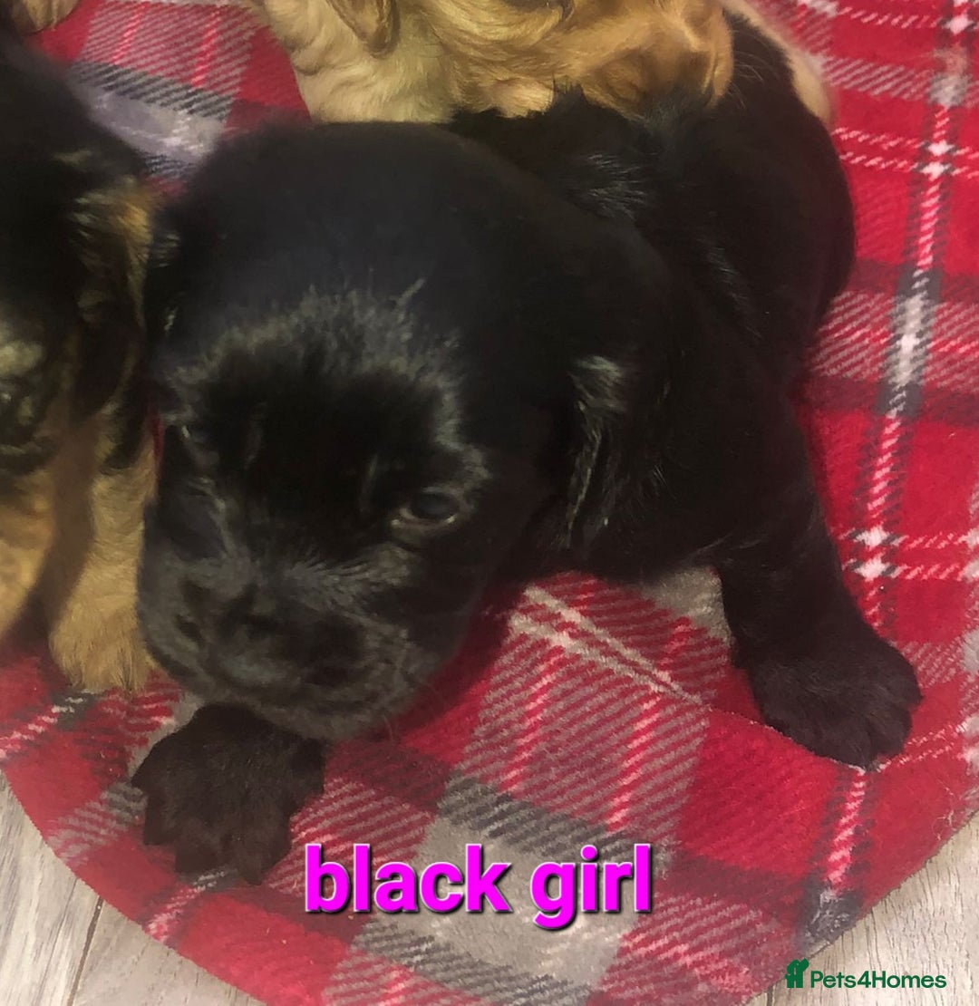 Cocker Spaniel dogs for sale: Cocker Spaniel puppies  - Advert 4
