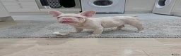 French Bulldog dogs for sale: Caramel Pink Husky Koi Male Puppy - Advert 4