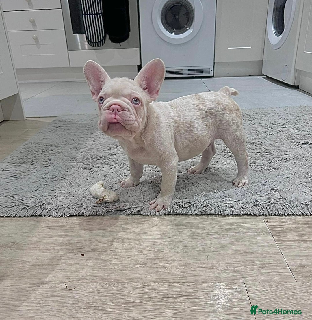 French Bulldog dogs for sale: Caramel Pink Husky Koi Male Puppy - Advert 4