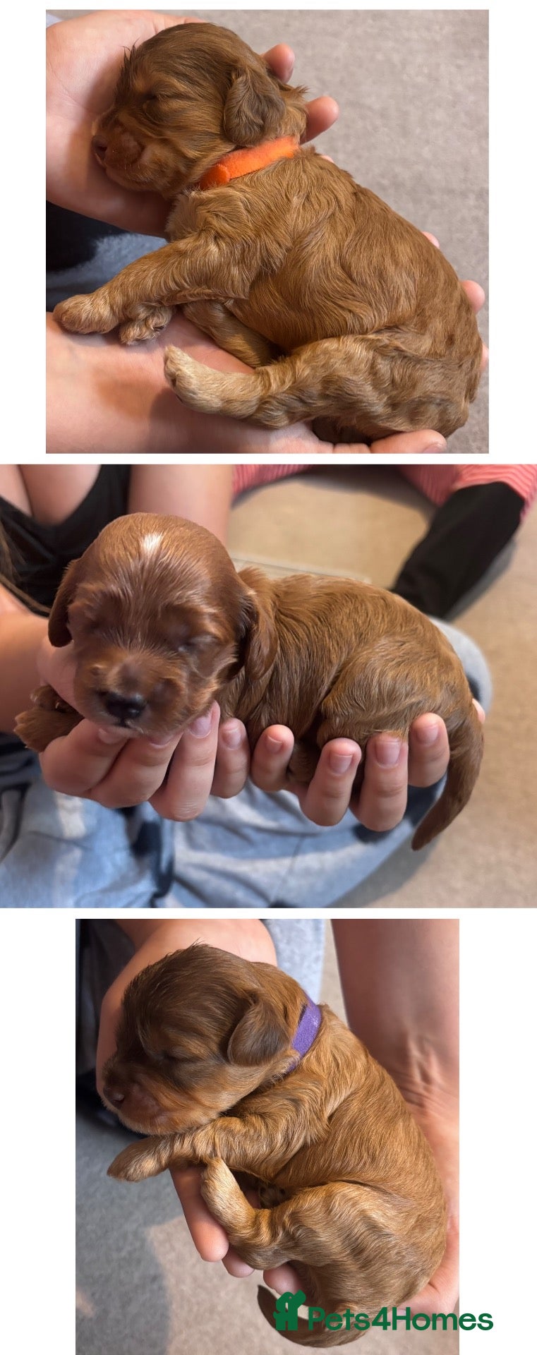 Cockapoo dogs 3 LEFT! Toy F2 Cockapoo Puppies - Poole, VIEW NOW - Advert 2