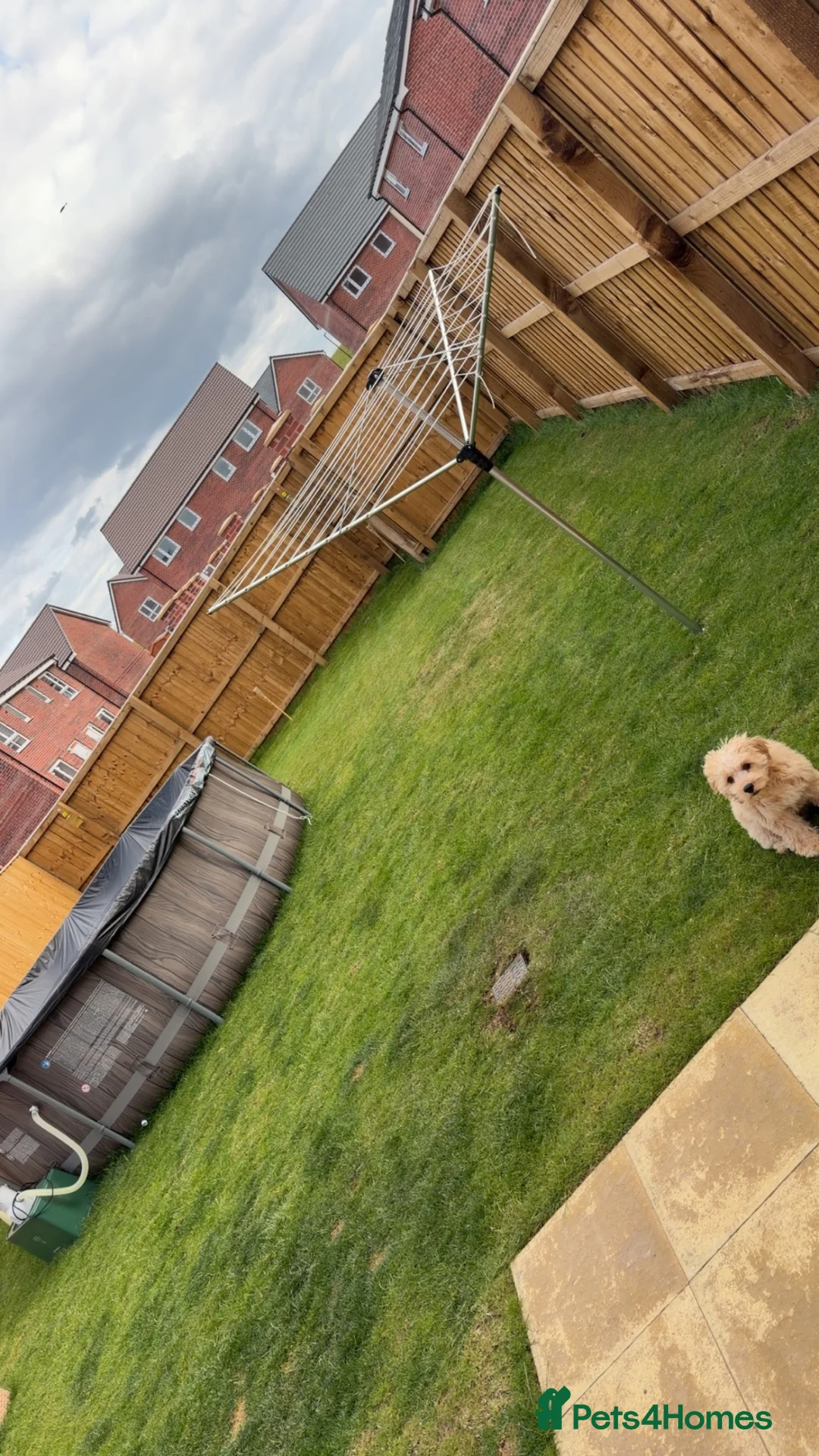 Cockapoo dogs for sale: Male cockerpoo in Doncaster - Advert 5