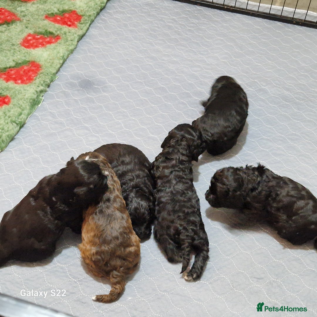 Cockapoo dogs for sale: Miniature Cockapoo - Advert 8