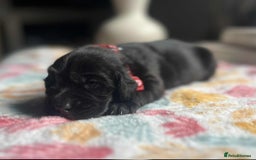 Labradoodle dogs for sale: Miniature Labradoodles  - Image 9