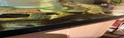 Axolotl reptiles for sale: Axolotl and 200l tank  in Chatteris - Advert 3