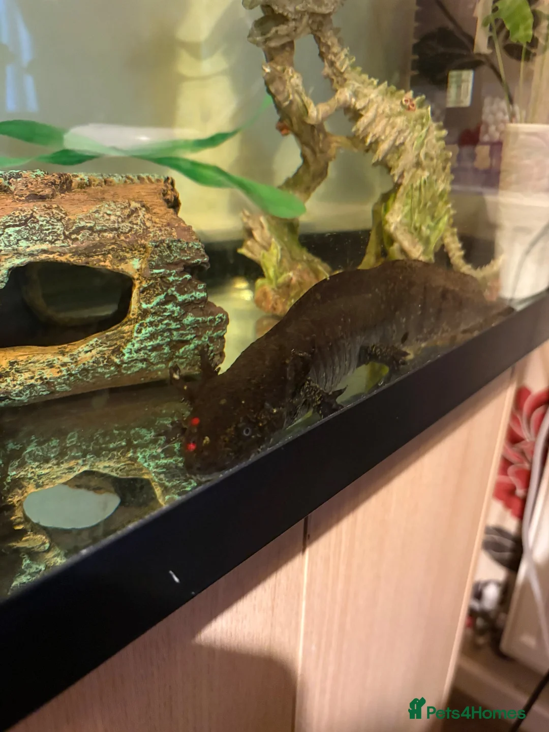 Axolotl reptiles for sale: Axolotl and 200l tank  in Chatteris - Advert 3