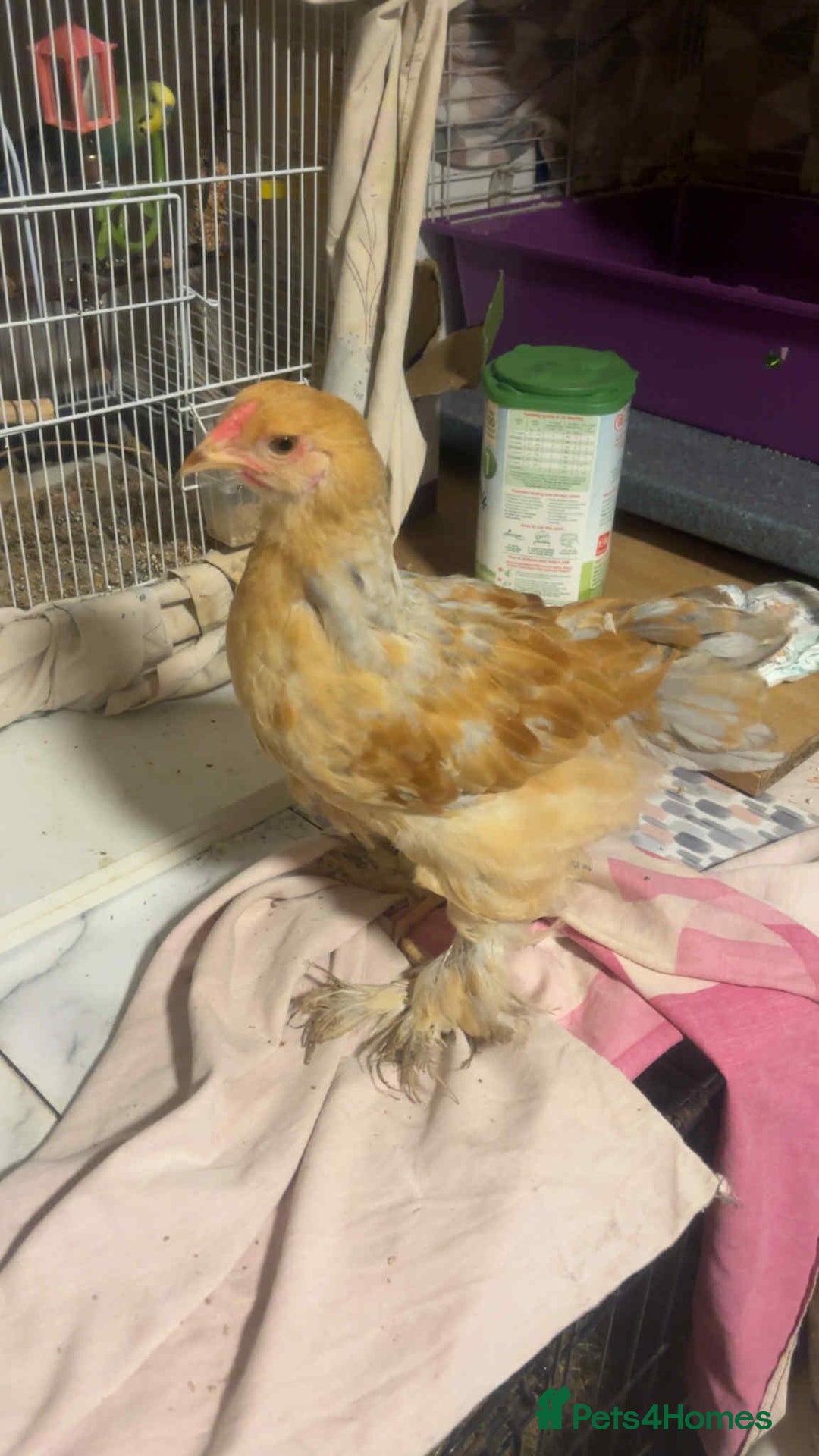 Chickens poultry for sale: Young cockerels for sale  - Image 1