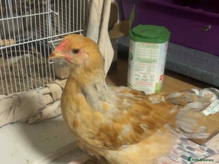 Chickens poultry - Advert 23