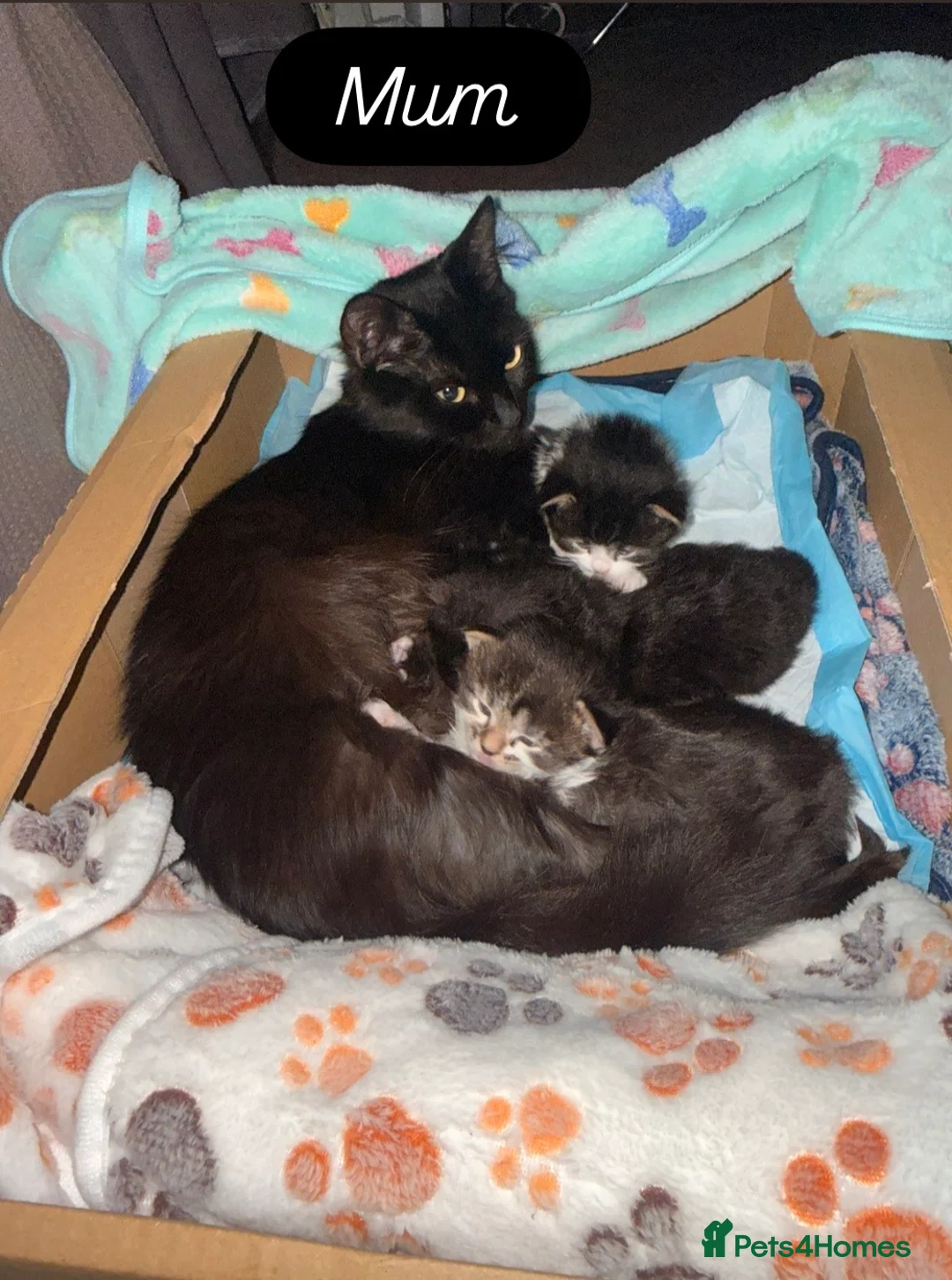 Mixed Breed cats for sale: Female Kittens Looking for Their Forever Homes - Advert 2