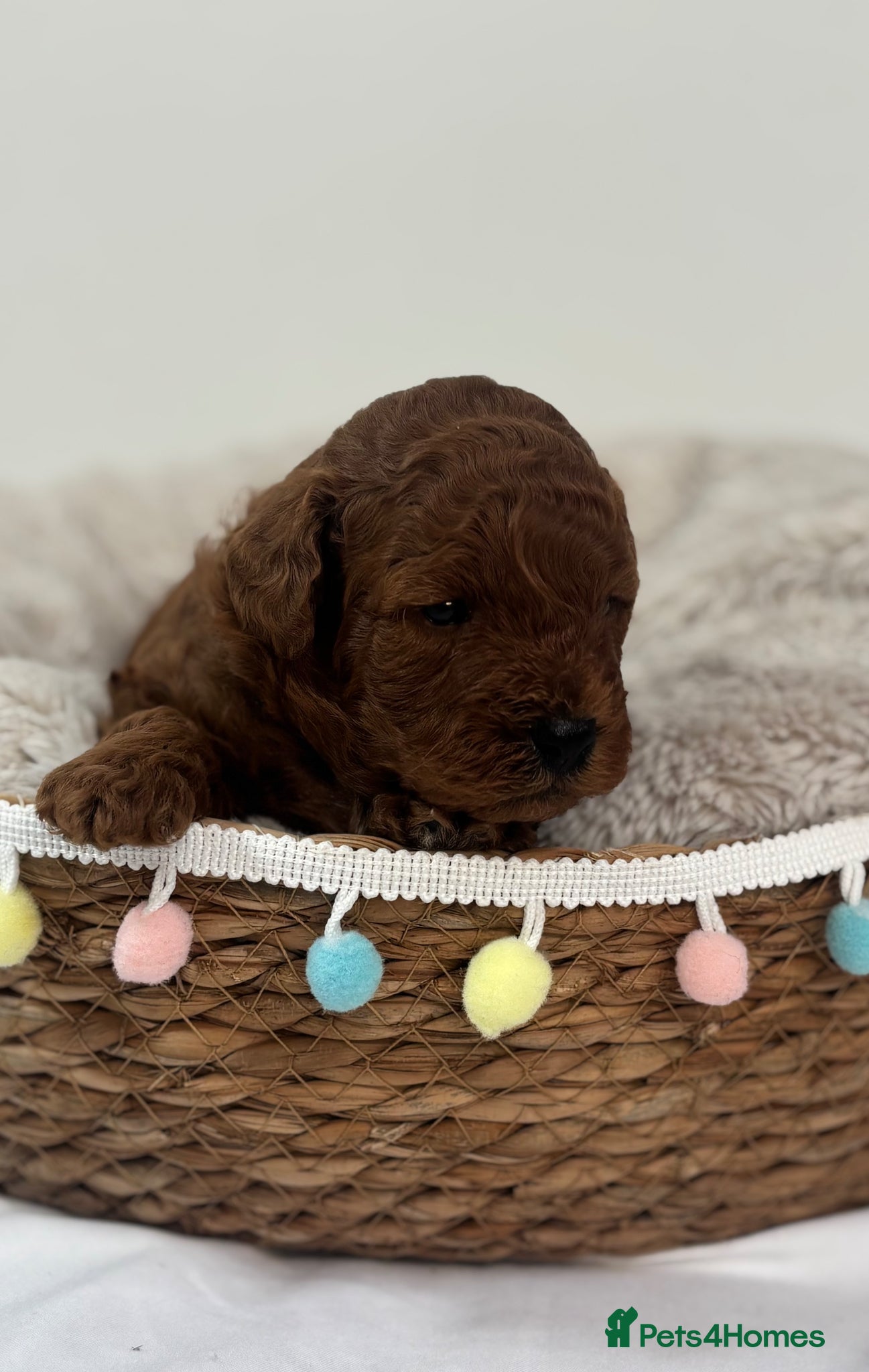 Cavapoo dogs Extensively Health Tested Toy Deep Red Cavapoos - Advert 6