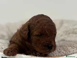 Cavapoo dogs Extensively Health Tested Toy Deep Red Cavapoos - Advert 6