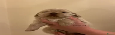 Shih Tzu 4