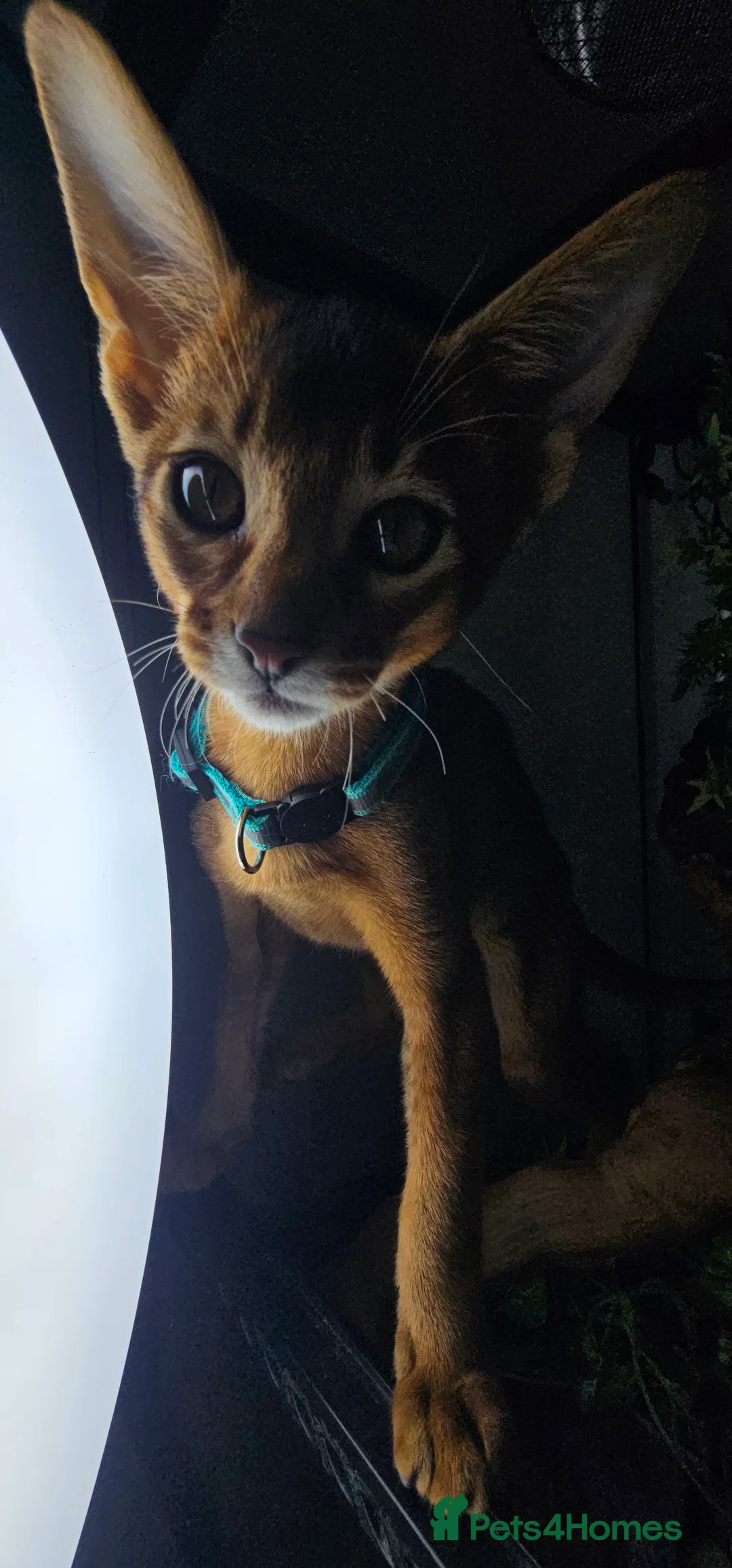 Abyssinian cats for sale: Abyssinian CHAMPION🏆 kittens🐱 - Advert 2