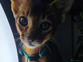 Abyssinian cats Abyssinian CHAMPION🏆 kittens🐱 - Advert 15