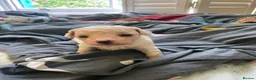 Cavapoochon dogs for sale: Beautiful Cavapoochon puppies in Brighton - Advert 5