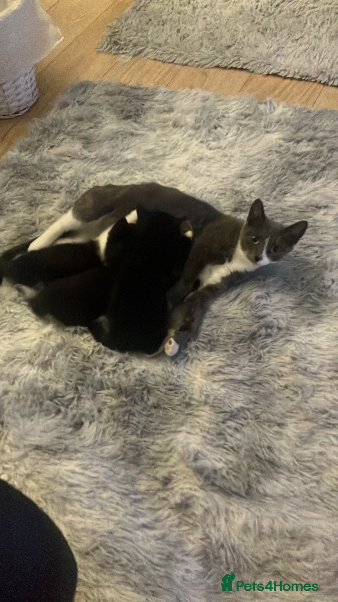 Bengal cats for sale: 2 black and white Bengal kittens - Image 5