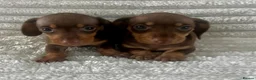 Miniature Dachshund dogs for sale: Kc registered miniature dachshund  - Advert 2