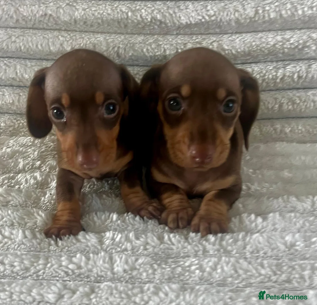 Miniature Dachshund dogs for sale: Kc registered miniature dachshund  - Advert 2