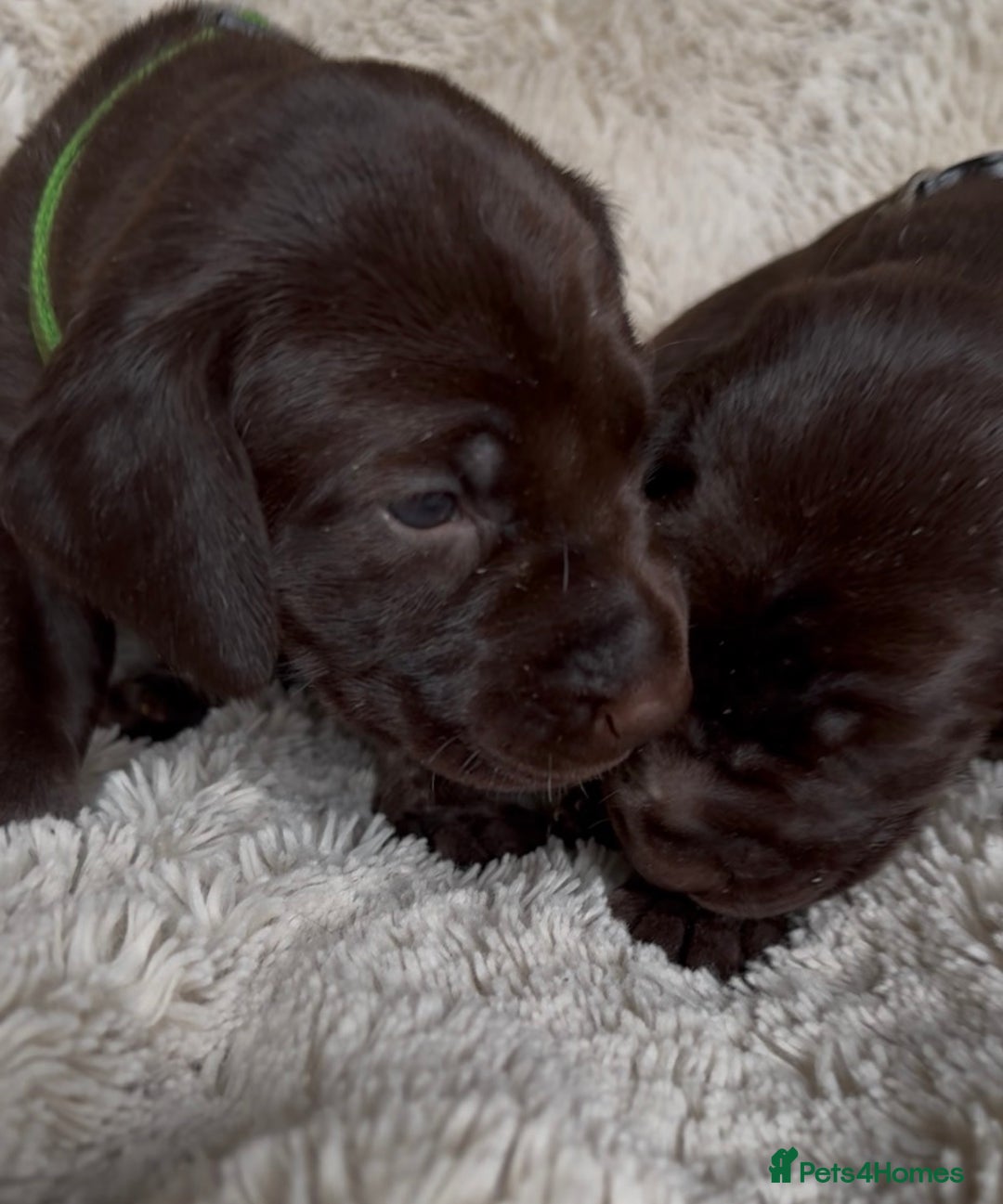 German Shorthaired Pointer dogs for sale: German Shorthaired Pointer Puppies - Leeds - Advert 5