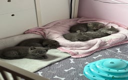 Mixed Breed cats for sale: Beautiful fur babies BSH x Scottish Straight - Image 14
